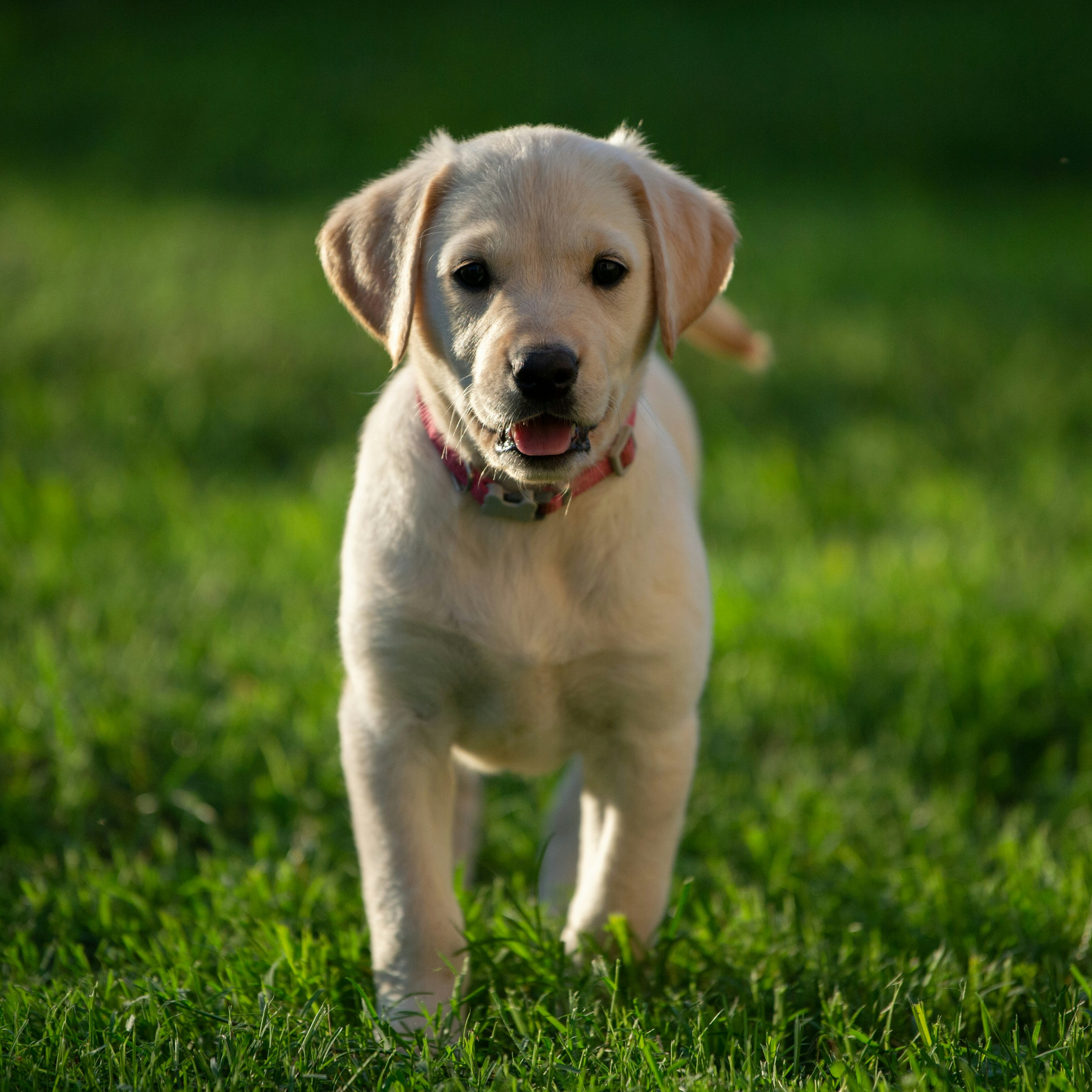 Winston, a yellow Labrador Retriever puppy on grass